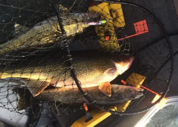 The “Feedback” Method