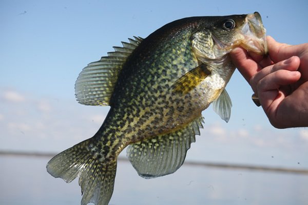 CRAPPIE FISHING WITH OFF SHORE TACKLE